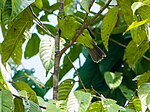 Малая зеленая лиственная птица (13997776947) .jpg