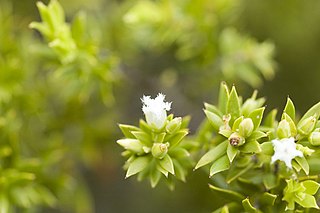 <i>Leucopogon leptospermoides</i> Species of shrub