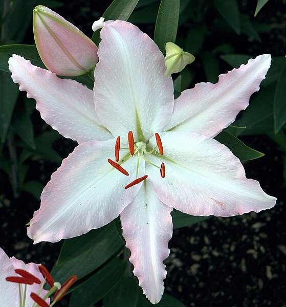 File:Lilium flower detail.jpg