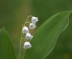 Convallaria majalis flower close up