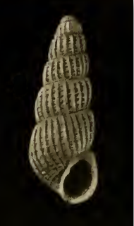 <i>Linopyrga tantilla</i> Species of mollusc