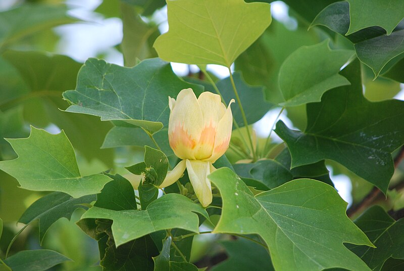 File:Liriodendron tulipifera (9443532577).jpg