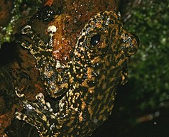 Australian waterfall frog (Litoria nannotis)