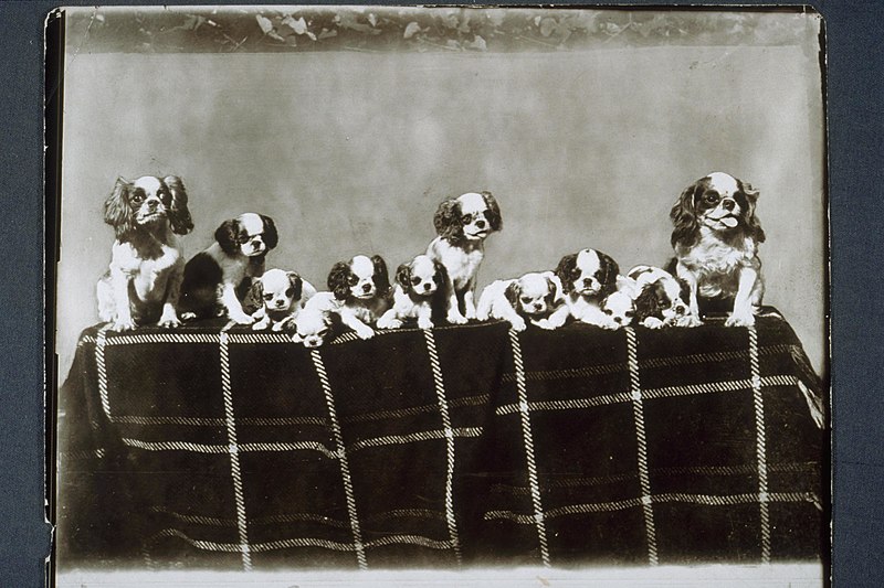 File:Litter of Cocker Spaniels positioned in a row on top of a table. Dogs vary in age from a couple of weeks to six months(?), ca. 1905-1910. (16028384451).jpg