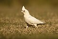 Long-billed Corella, Kurnell, New South Wales, Australia