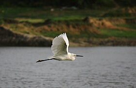 Little Egret flying with neck retracted.jpg