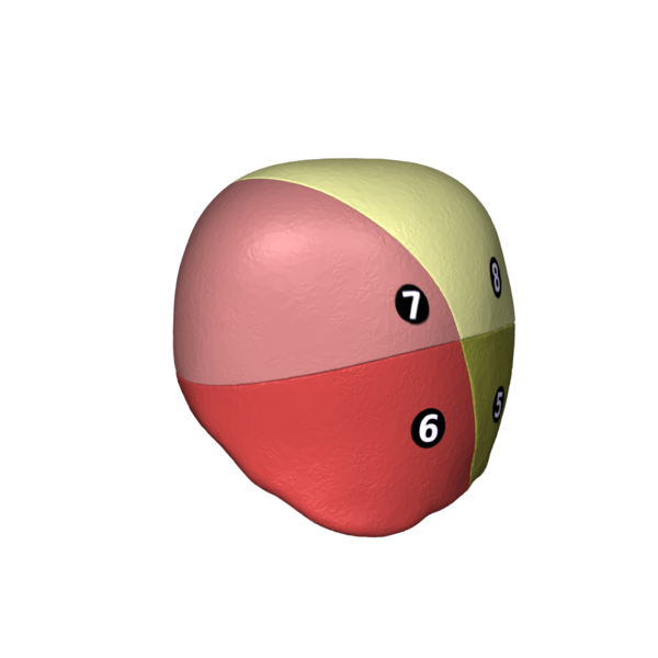 File:Liver 04 Couinaud classification right side view.png