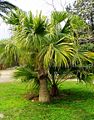 Livistona chinensis (ventaglio cinese) è una palma non molto alta, con foglie a ventaglio, originaria della Cina e del Giappone meridionali