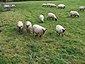 Llanwenog and Shropshire sheep - geograph.org.uk - 602713.jpg