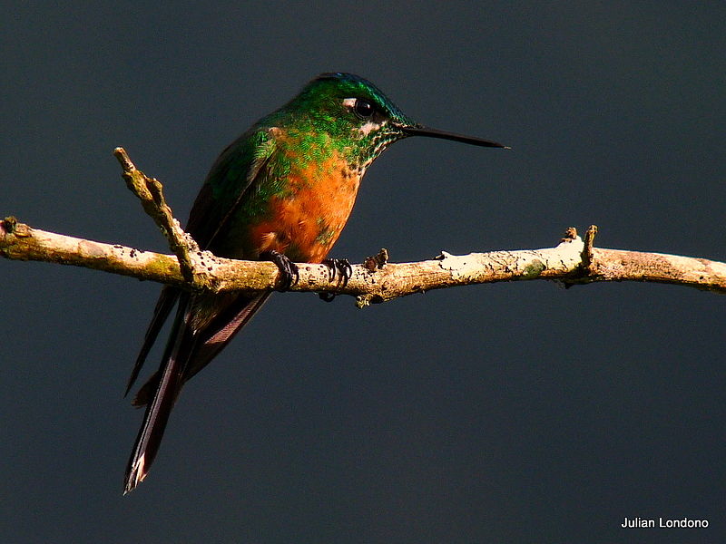 File:Long-tailed Sylph (Aglaiocercus kingi).jpg