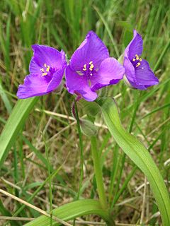 <i>Tradescantia bracteata</i> Species of flowering plant