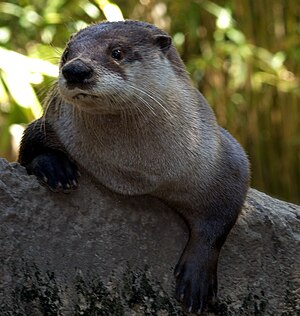 North American river otter (Lontra canadensis)