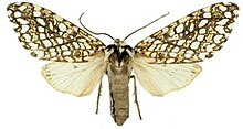 Lophocampa albitegula.JPG