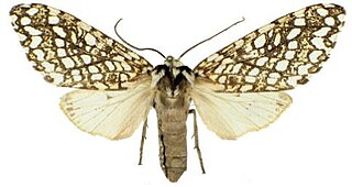 <i>Lophocampa albitegula</i> species of insect