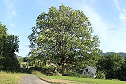 Památný strom v létě 2015