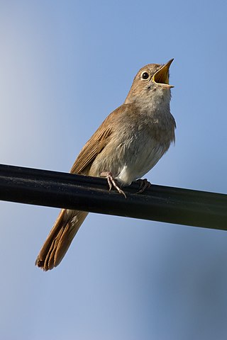 <span class="mw-page-title-main">Common nightingale</span> Species of bird