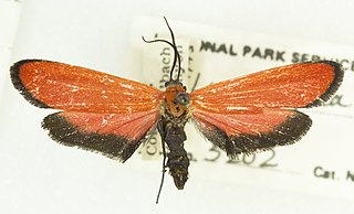 <i>Lycomorpha grotei</i> Species of moth