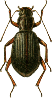<i>Lyrosoma</i> Genus of beetles
