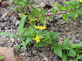 Lysimachia azorica