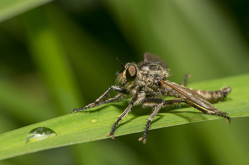 File:Machimus atricapillus01(js) Lodz(Poland).jpg