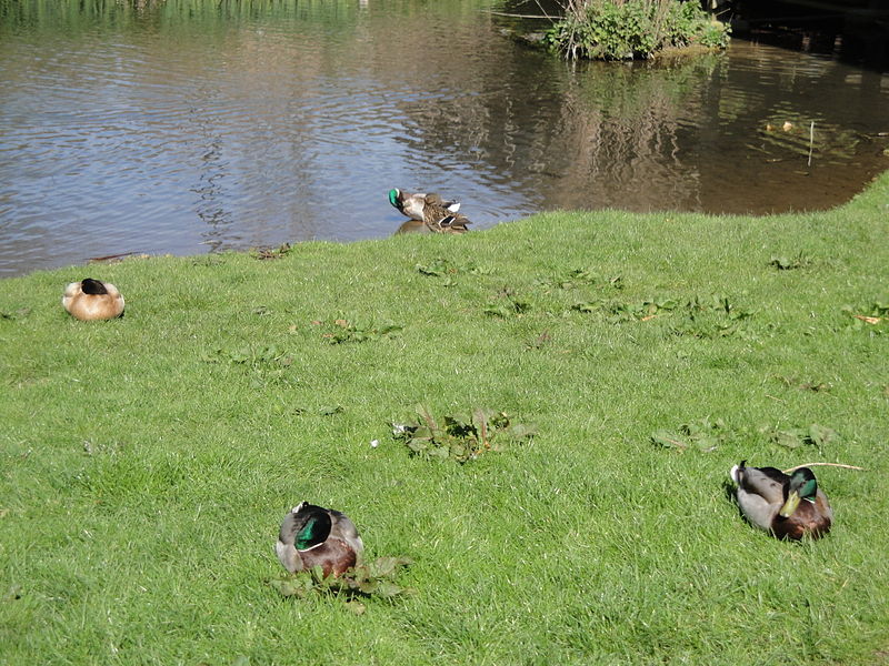 File:Mallard ducks at Newport Towngate Park 2.JPG