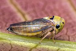 Bộ sưu tập Côn trùng - Page 10 250px-Mango_leafhopper