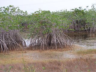 Belizean Coast mangroves Ecoregion in the mangrove biome along the coast of Belize and Amatique Bay in Guatemala