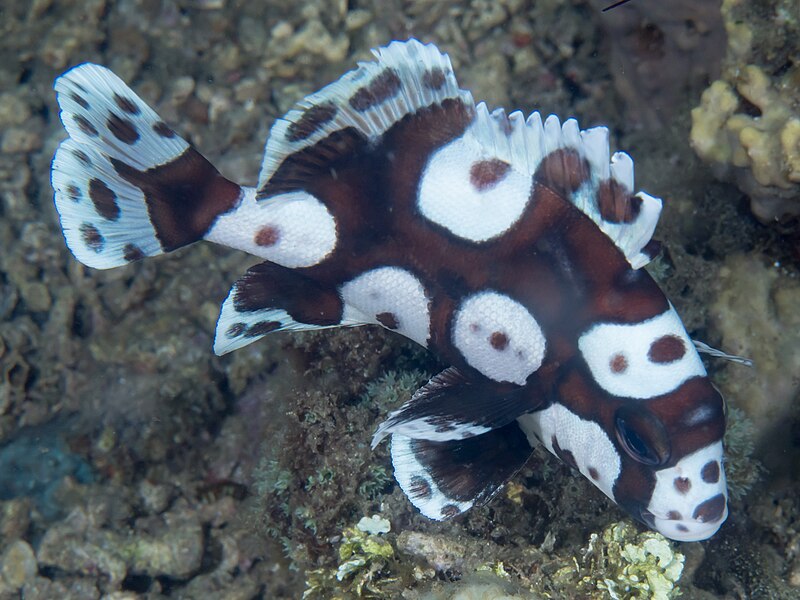 File:Manyspotted sweetlip (Plectorhinchus chaetodonoides) (30368961057).jpg