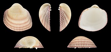 Maoricardium pseudolima (Giant Philippine Cockle), left valve