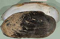 Familie Margaritiferidae (Flussperlmuscheln), Margaritifera auricularia