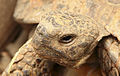 Marginated tortoise's head.jpg