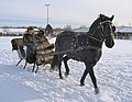 Paard met borsttuig voor een slee