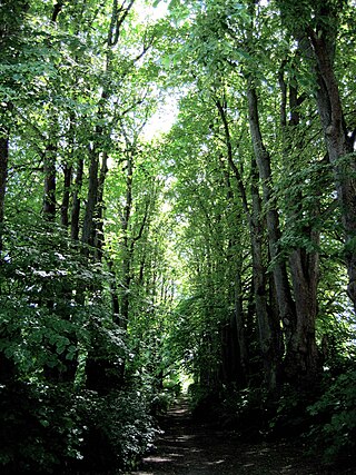 <span class="mw-page-title-main">Mariebjerg Cemetery</span> Cemetery in Gentofte, Copenhagen, Denmark