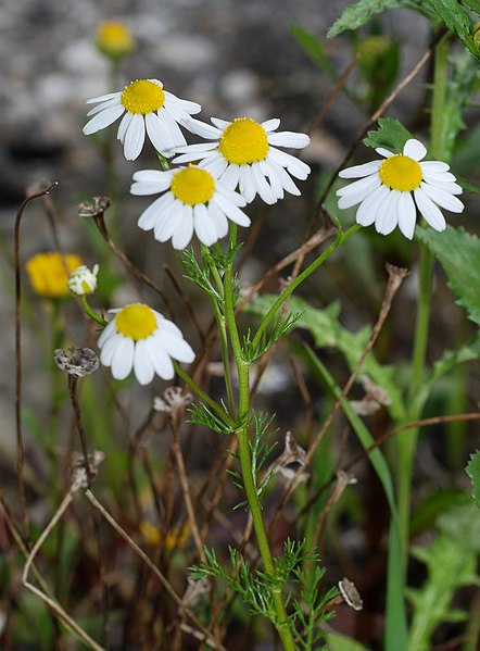 File:Matricaria February 2008-1.jpg