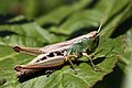 * Nomination Meadow grasshopper (Chorthippus parallelus) female green form --Charlesjsharp 12:37, 7 March 2015 (UTC) * Promotion Good quality. --Hubertl 13:30, 7 March 2015 (UTC)