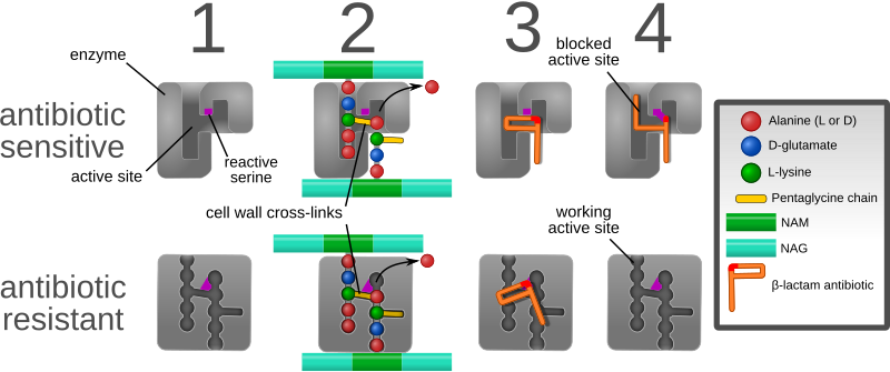 File:MecA Resistance.svg