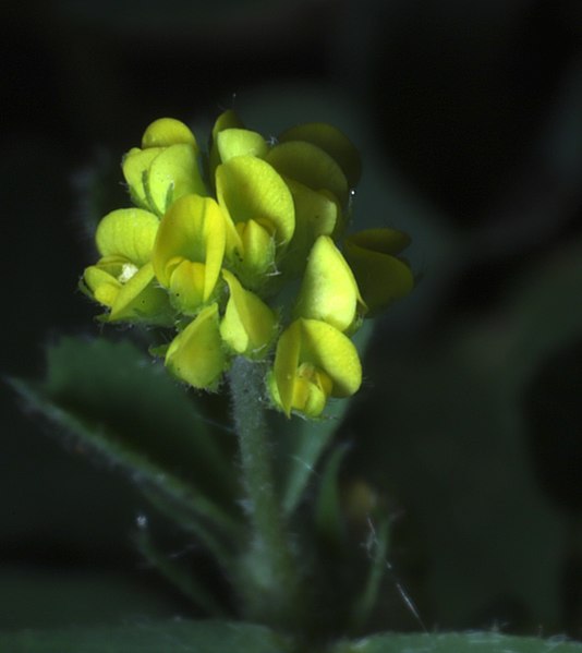 File:Medicago lupulina 210982578.jpg