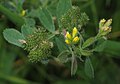 inflorescence, leaves and fruits