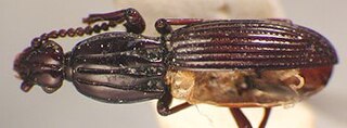 <i>Medisores</i> Genus of beetles