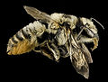 Megachile latimanus, F, Side, MI, Alger county 2014-03-26-11.20.22 ZS PMax (13700373153).jpg