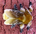 Southern flannel moth