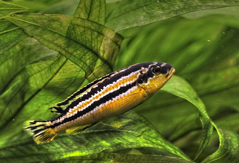 File:Melanochromis auratus - Türkisgoldbarsch ♀.jpg