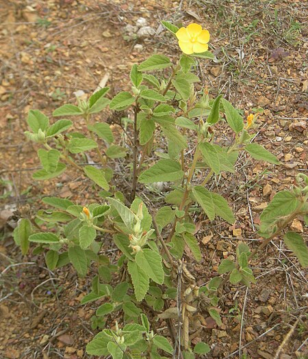 Melhania plant.jpg