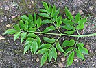 Melia azedarach doubly imparipinnate compound leaf IMG 2096c.jpg