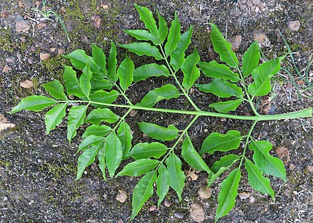 Doubly imparipinnate compound leaf of Melia azedarach