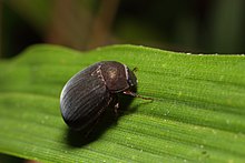 Melolonthinae beetle (9653369667).jpg