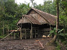 An Uma, the traditional communal house of the Mentawai Mentawai Uma.jpg