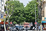 Celtis australis Antibes