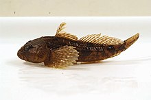 Mottled sculpin.jpg