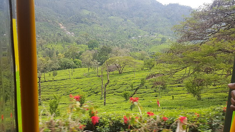 File:Munnar of kerala.jpg